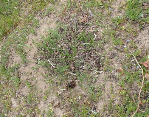 Réf. 228 427 : Formica pratensis
